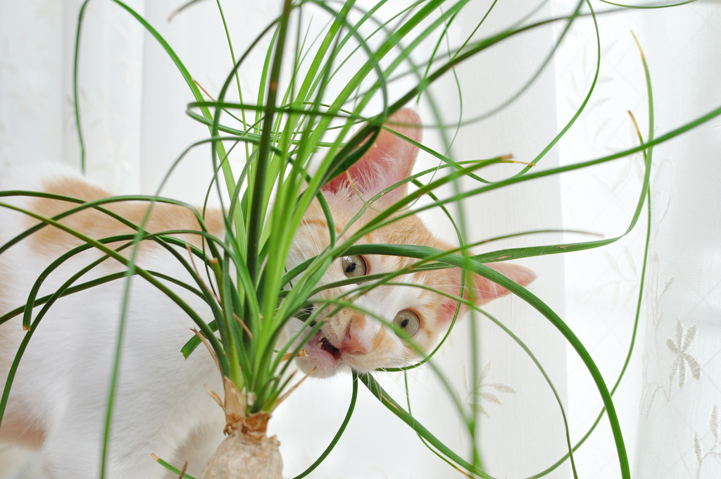 Giftige planten voor katten - Dierenambulance